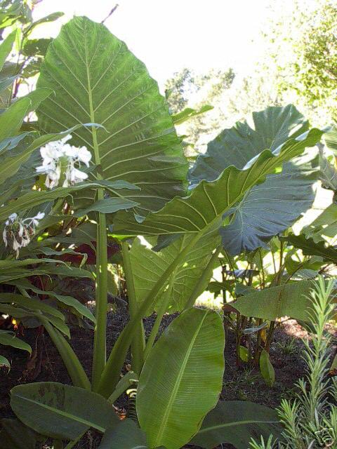 CALIDORA Persian Palm & PORTORA Alocasia COMBO Older  