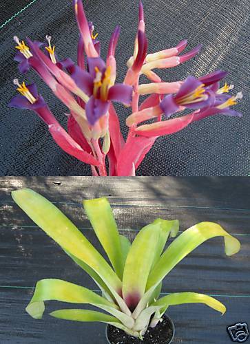 Billbergia Gloria Bromeliad All Yellow Form Sport  