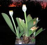 salixmaxima
