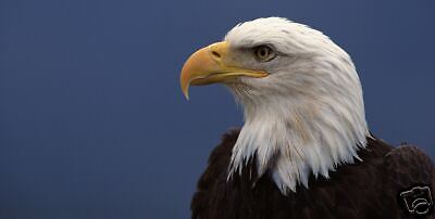 SIDE VIEW BALD EAGLE LICENSE PLATE / AUTO TAG  