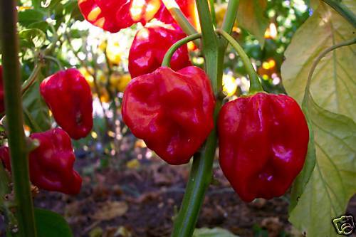 RED SAVINA HABANERO CHILE PEPPER 10+ Seeds  