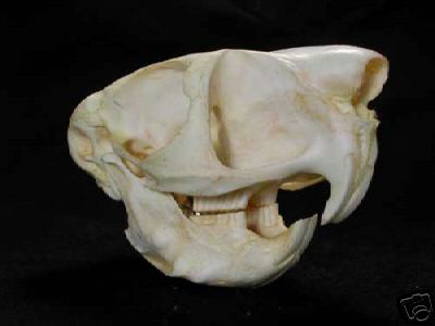 SPRING HARE SKULL REPLICA