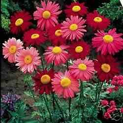 Pyrethrum Daisy 50 Flower Seeds ~Perennial Pinks & Reds  