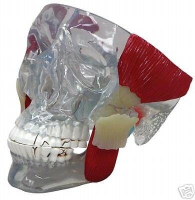 TMJ Temporomandibular Jaw Anatomical Model Life Size w Function LFA 