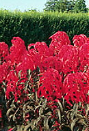 Amaranthus ~Early Splendor~ 25 Flower Seeds  