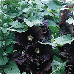 Black Hollyhock   25 Flower Seeds   Unusual Perennial  