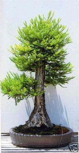 WOW 50 GIANT REDWOOD BONSAI SEEDS  