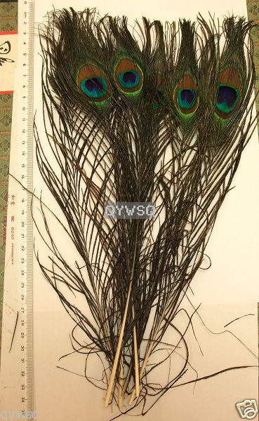50PCS natural peacock tail feathers, about 15(35 40cm)  
