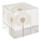 3 Dimensional Crystal Clear Acrylic Resin Cube  Floral Dandelion  Paperweight