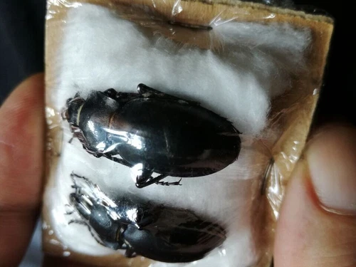 Carabidae