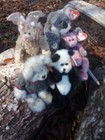 TY The Attic Treasures Collection Assortment 5Piece Collection 
