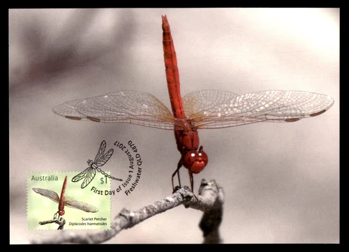 Cubierta de insectos sellos de Australia