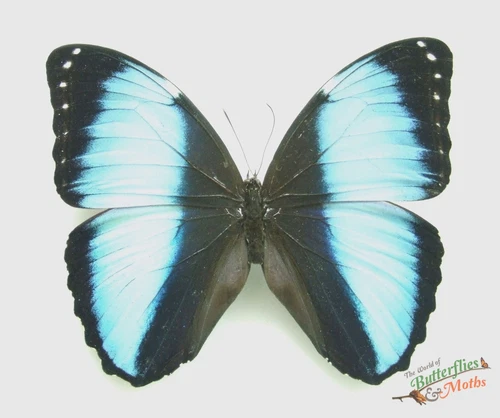 Morpho