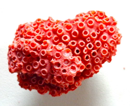 Echte Muscheln- & Schnecken Fossile Korallen